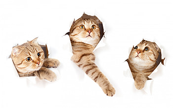 Cats, animal, white, playing, cute, funny, paper HD wallpaper