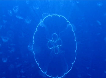 JELLY FISH, blue water HD wallpaper