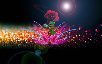 Rose Love Good Night HD wallpaper