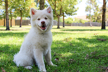 Animals, Dog, Nice, Sweetheart, Is Sitting, Sits HD wallpaper