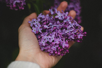 Flowers, Lilac, Hand HD wallpaper