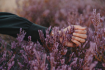 Flowers, Violet, Hand, Purple, Fingers, Inflorescence, Inflorescences HD wallpaper