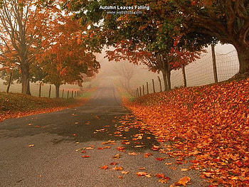 Yellow Leaf, cool, calm, lovely, imaginary HD wallpaper