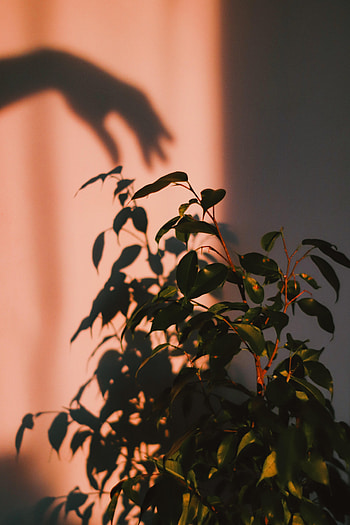 Plant, Hand, Miscellanea, Miscellaneous, Shadow HD phone wallpaper