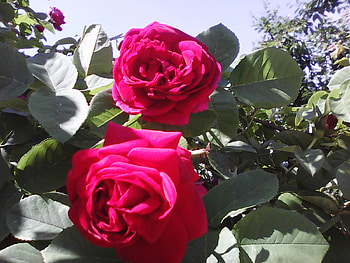 Red roses, summer, pretty, roses, red, flowers HD wallpaper