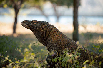 Komodo Island, Visitor's guide, Updated 2022, Jonny Melon HD wallpaper