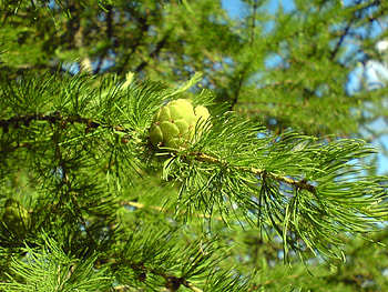 Plants, Trees, Needle, Pine HD wallpaper