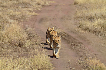 Serengeti National Park, Explore, Africa, Wildlife HD wallpaper