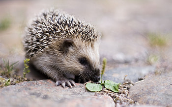Animals, Hedgehogs HD wallpaper