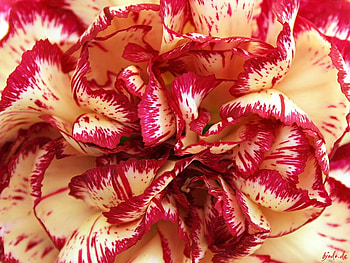 Flower dream, georgeos flower, beautiful flower, flower HD wallpaper