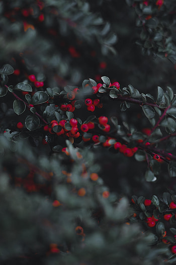 Leaves, Berries, Macro, Branches, Cotoneaster, Kizalnik HD phone wallpaper