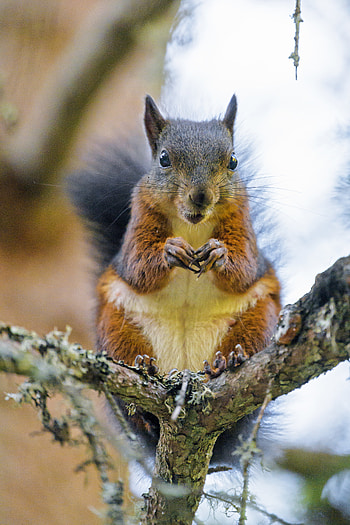Animals, Squirrel, Wood, Tree, Animal, Rodent HD phone wallpaper