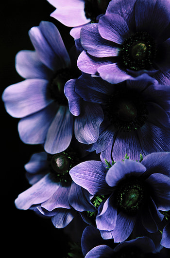 Flowers, Leaves, Violet, Petals, Purple HD phone wallpaper