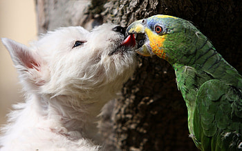 Sweet Kiss, sweet, birds, dogs, cute, beautiful, puppy, animals, kiss, adorable, parrot HD wallpaper