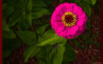Plants, Flowers HD wallpaper