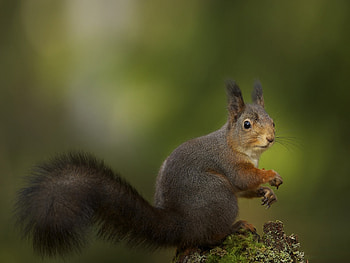 Animals, Squirrel, Grass, Background, Sit HD wallpaper