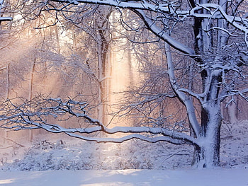 Soft light, winter, trees, sunlight, snow HD wallpaper