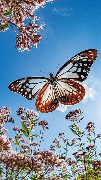 Butterfly, Lovely Butterfly HD phone wallpaper