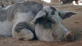 Spotted farm pig, Lying down peacefully, Country living, Farm lifestyle HD wallpaper