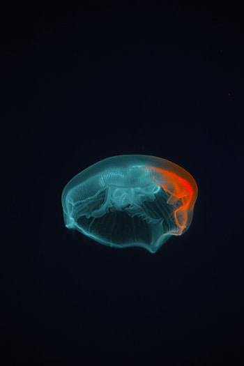Animals, Water, Jellyfish, Dark, Beautiful, Glow, Tentacle HD phone wallpaper