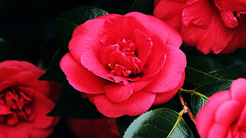 Camelia, pink, spring, blossoms, plant, petals, garden HD wallpaper