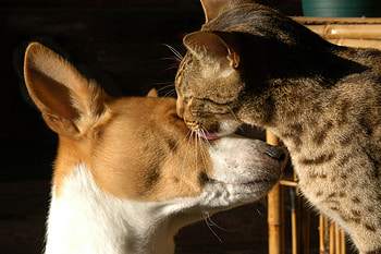 Animals, Cat, Dog, Muzzle, Spotty, Spotted, Tenderness HD wallpaper
