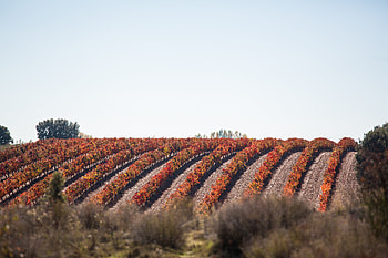 Landscape, Nature, Vine, Field, Vineyard HD wallpaper