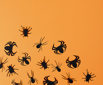 Halloween, black spiders wall stickers, minimal HD wallpaper