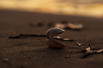 Nature, Beach, Sand, Macro, Shell HD wallpaper