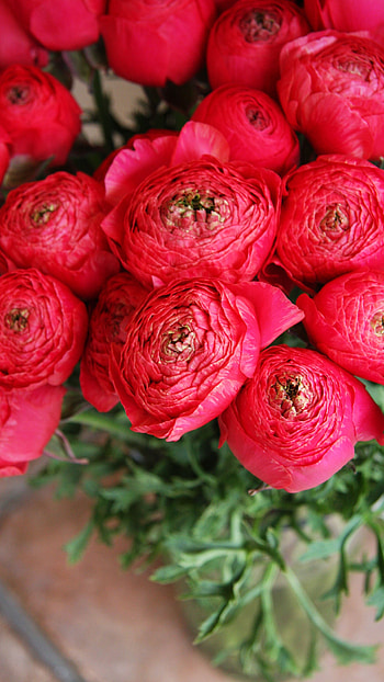 Ranunculus, Red HD phone wallpaper