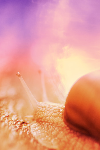 Macro, Close-Up, Brown, Snail HD phone wallpaper