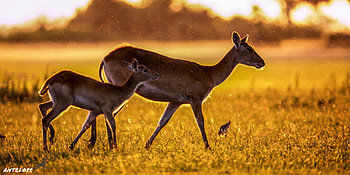 Antelopes , Kde store, Digital aesthetics, High-quality ry HD wallpaper