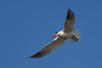 Animals, Sky, Flight, Seagull, Gull HD wallpaper