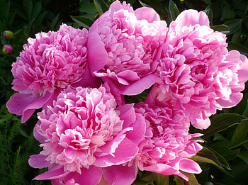 ●●● Pink Resplendence ●●●, summer, pink, resplendence, garden, wonderful, fresh, splendor, blossom HD wallpaper