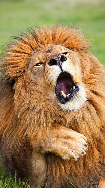 Funny, Funny Lion HD phone wallpaper