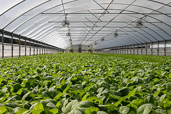 Explore a vibrant indoor greenhouse filled with fresh green plants ready for harvest. HD wallpaper