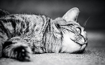 Animals, Cat, To Lie Down, Lie, Bw, Chb, Monochrome, Sleep, Dream HD wallpaper