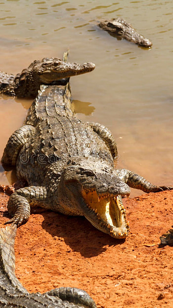 Crocodile Animals - Saltwater Crocodile HD phone wallpaper