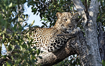 Animals, Leopards HD wallpaper