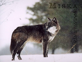 miska after a snow storm, wolves, miska, snow, storm HD wallpaper