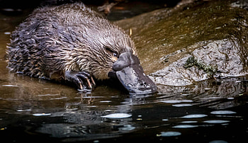 Platypus, Conservation guide, Thriving habitats, Rivers of Carbon HD wallpaper