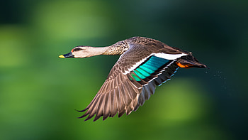 Indian spot billed duck, Native species, Freshwater swamp inhabitant, Indian subcontinent beauty HD wallpaper