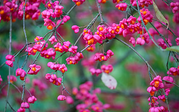 So pink!, branch, pink, flower, green, spring HD wallpaper