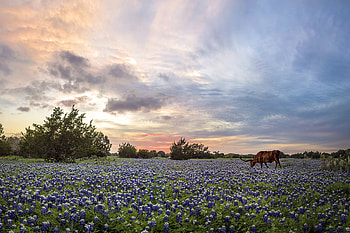 Captivating bluebonnet fields, Wildflower graphy, Texas countryside, Jason Weingart HD wallpaper