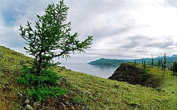 Nature, Grass, Stones, Lake, Shore, Bank, Wood, Tree, Earth, Land, Siberia HD wallpaper