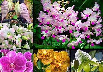 Orchids of Singapore, Singapore, orhids, flowers, amazing, lovely, Pretty HD wallpaper