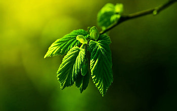 Leaves, Macro, Glare, Branch HD wallpaper