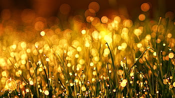 Captivating golden bokeh effect on dewy grass in the morning light, creating a warm and dreamy atmosphere. HD wallpaper