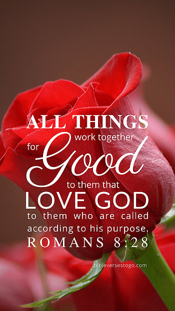Red bible verse, magenta HD phone wallpaper