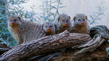 mongoose , Wildlife wonders, Nature's perfection, Breathtaking visuals HD wallpaper